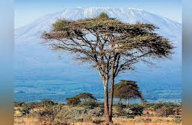 The Great Tours: African Safari: Safaris in East Africa