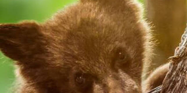 15:45: Parques Nacionales de América: Voyageurs | La Otra | 3/10 2026