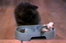 Funniest Pets and People: Season 1: Episode 216