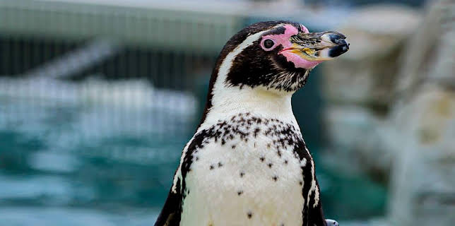 12:40 PM: Go Wild (S1) | Cbeebies | 11/9 2025