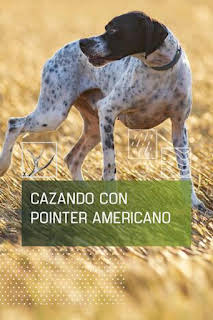 13:30: Cazando con pointer americano | Caza y Pesca | 7/14 2026
