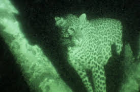 Night Season 1: Leopards