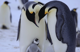 Penguins: Spy in the Huddle: First Steps