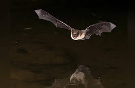 An Introduction to Infectious Diseases: Zoonosis: Germs Leap from Animals to Humans