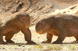 Life on Our Planet: Kapitel 4: In Cold Blood