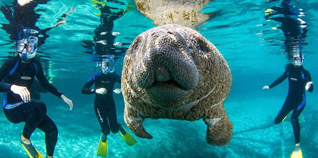 3:30 PM: Cities: Nature's New Wild (S1) | BBC Two | 2/18 2026