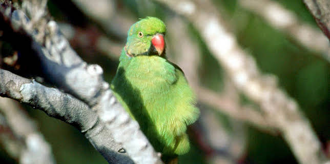 14:10: Mauritius - Schatzinsel im Indischen Ozean | 3SAT | 1/6 2026