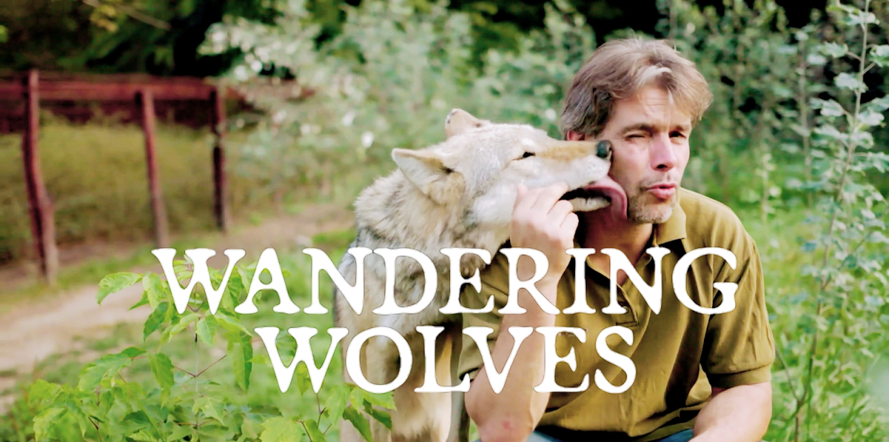 Wandering Wolves