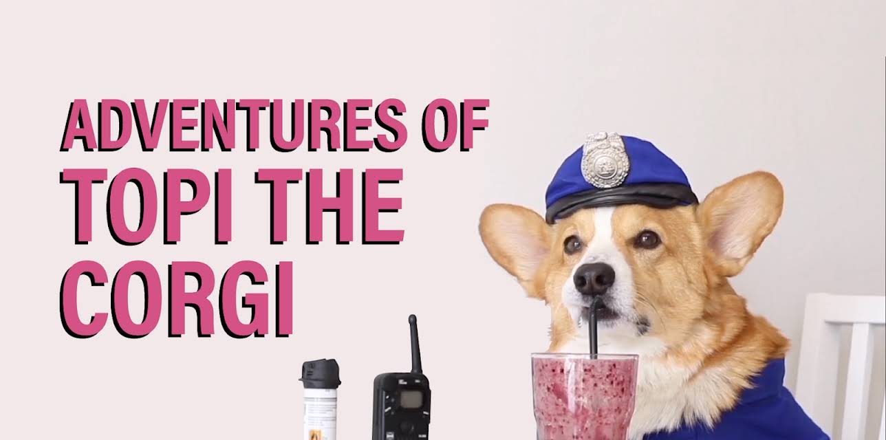 Topi the Corgi