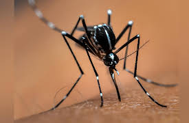 An Introduction to Infectious Diseases: Global Travel, War, and Natural Disasters