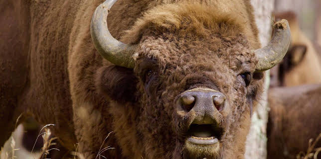 03:30: Polens wilder Osten | SWR Fernsehen BW | 12/8 2025