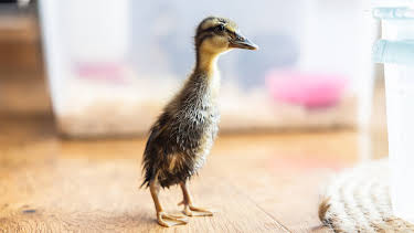 23:35: Draumen om eit småbruk ses 4: Eit mareritt for sniglar | NRK 2 | 3/27 2026