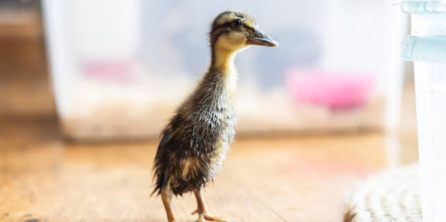 23:40: Draumen om eit småbruk ses 4: Eit mareritt for sniglar | NRK 2 | 3/27 2026