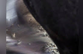Frozen Planet Season 1: Summer, Part 2