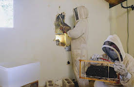 Renovation Aloha, Season 1: Bee Infestation on the Bay