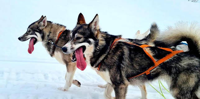 06:35: Das Camp in der Wildnis (16) | Das Erste | 11/29 2025