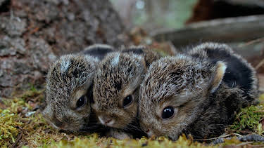 08:15: Expeditionen ins Tierreich | Radio Bremen | 4/3 2026