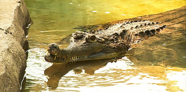 14:25: Elefant, Tiger & Co. (245) | MDR Fernsehen | 2/4 2026