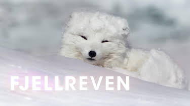00:30: Fjellreven | NRK 1 | 10/17 2026