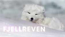 Fjellreven