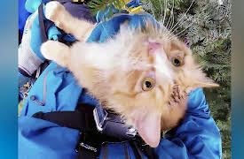 Treetop Cat Rescue, Season 1: Out on a Limb