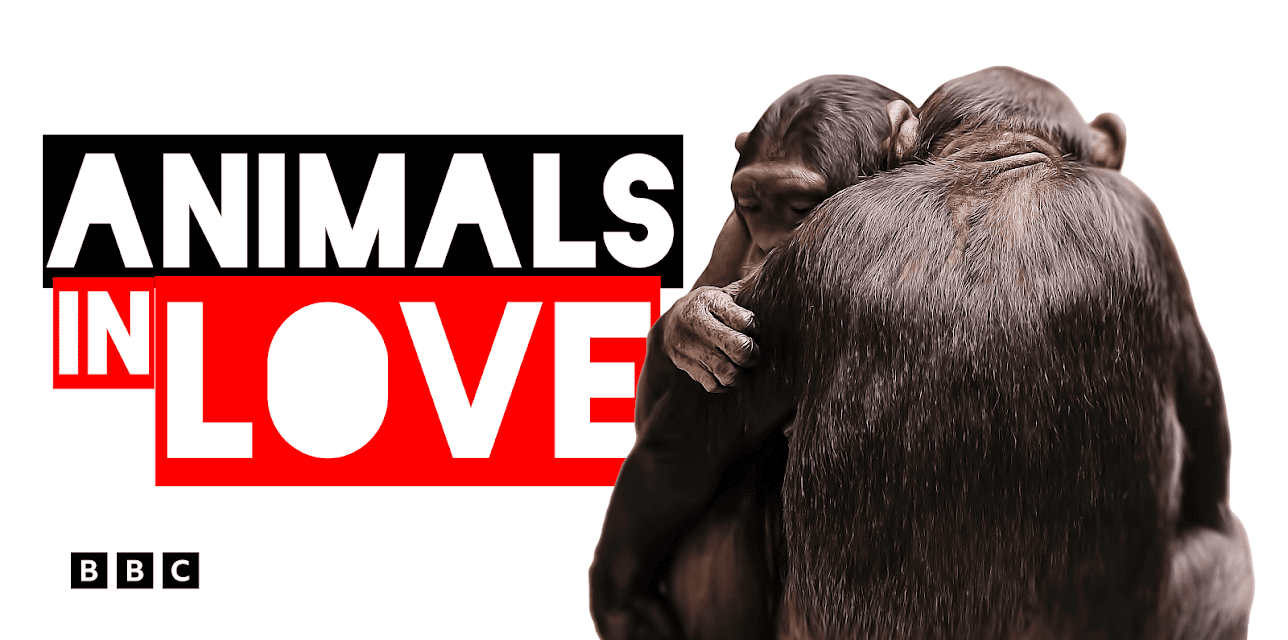 Animals in Love