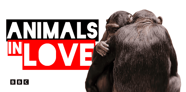 Animals in Love