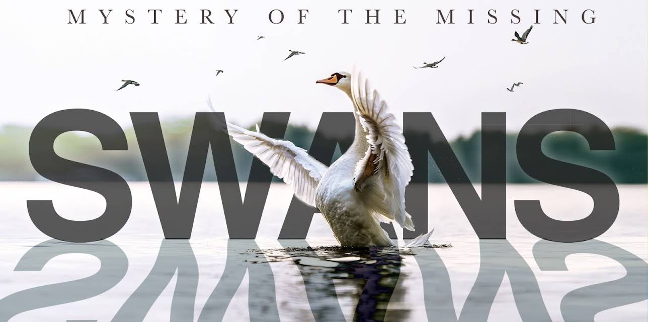Swans Mystery of the Missing (2018)