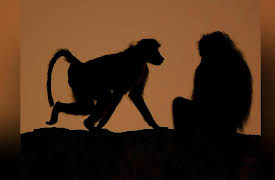 Africa's Wild Wonders: Baboons