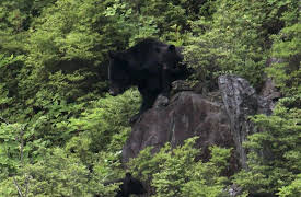 Animal Instincts: A Cubs Journey