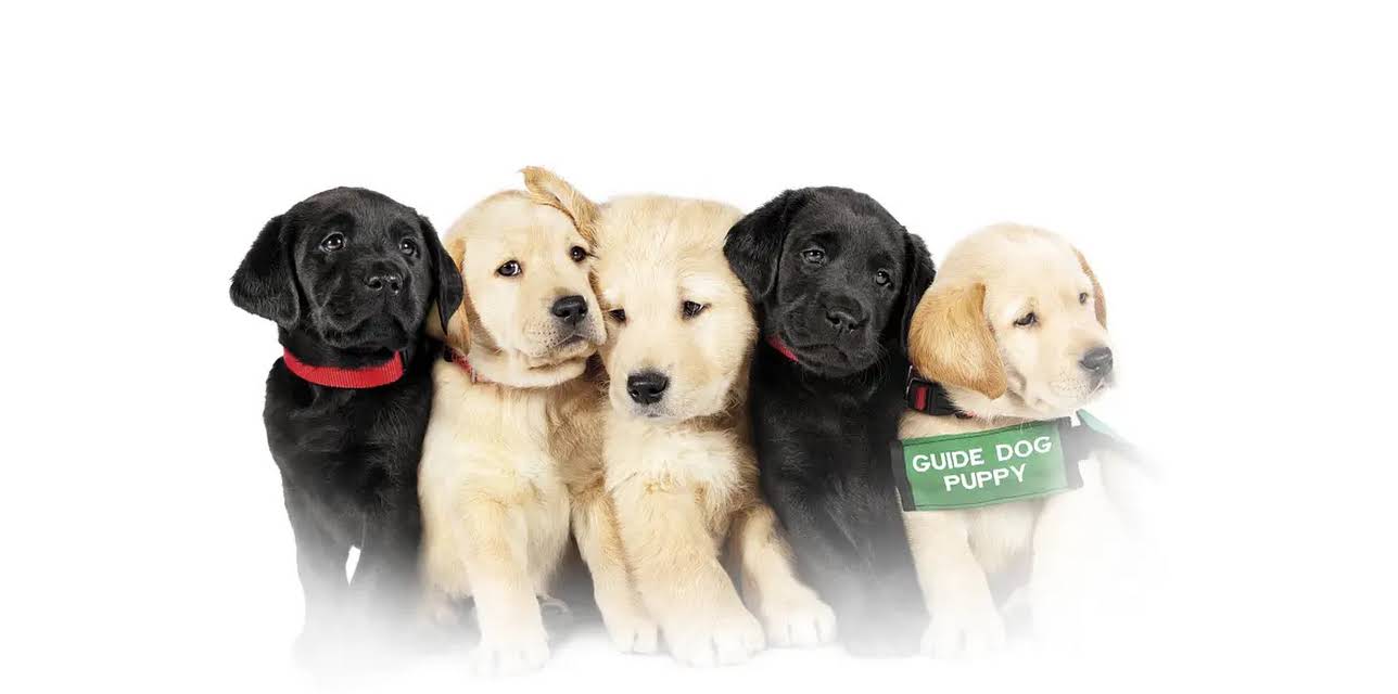 Pick of the Litter (2018)