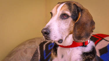 02:25: Tierisch tierisch | MDR Fernsehen | 4/18 2026