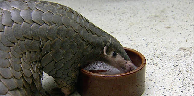 10:35: Elefant, Tiger & Co. (292) | MDR Fernsehen | 1/8 2026