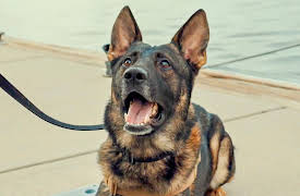 Contraband: Seized at Sea, Season 1: Better Safe Than Sorry