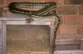 The Snake Catcher: All You Can Eat