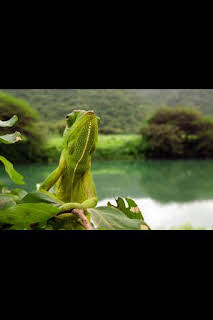 15:25: Instintos letales: Asesinos natos | Nat Geo Wild | 2/21 2026