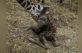 The Secret Life Of The Zoo Season 1: Baby Giraffe