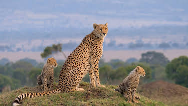 03:05: Die Großkatzen der Masai Mara (1/2) | 3SAT | 4/4 2026