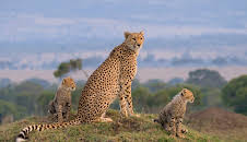 Die Großkatzen der Masai Mara (1/2)