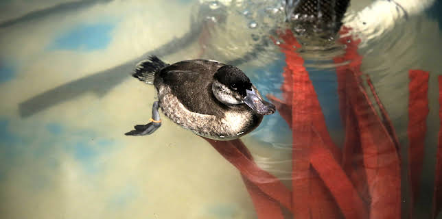 07:40: The Aquarium (S1 E10) (S1) | Animal Planet | 11/27 2025