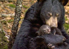 The Bear Family and Me