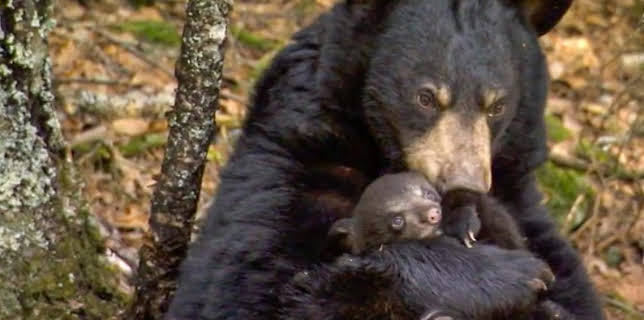 4:15 PM: The Bear Family and Me | BBC Two | 11/27 2025