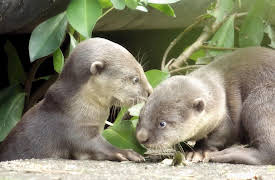 Otter Dynasty: Battle of the Queens