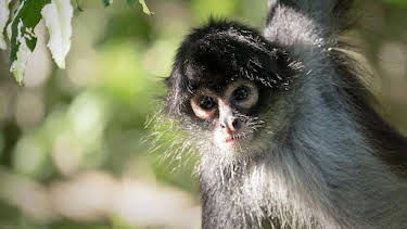 04:35: Documental Los Secretos Naturales De La Zona Ecuatorial | LA 2 | 10/2 2025