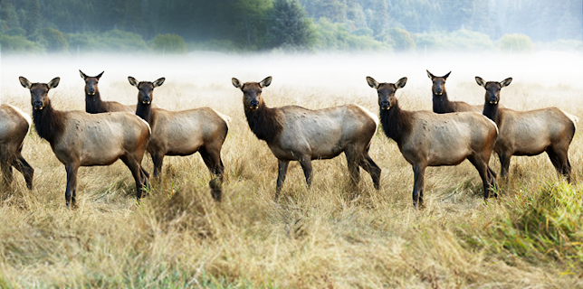 The Olympic Elk (1952)