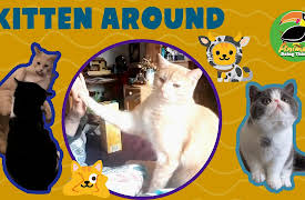 Animals Doing Things: Animals Doing Things | Kitten Around