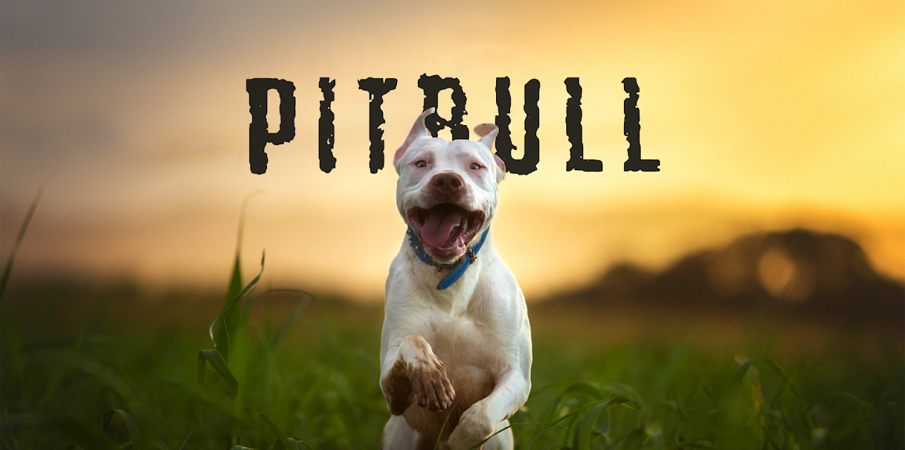 Pitbull (2018)