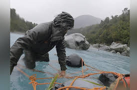 Kiwi Survival: Icy River Run