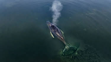 18:15: Die Nordreportage: Gestrandet: Ein Wal in der Ostsee | Radio Bremen | 4/22 2026