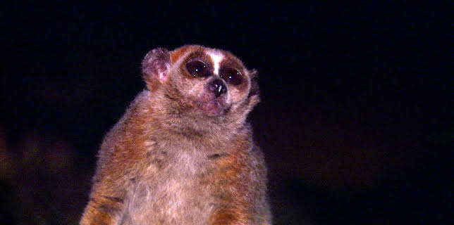 14:25: Elefant, Tiger & Co. | MDR Fernsehen | 11/20 2025